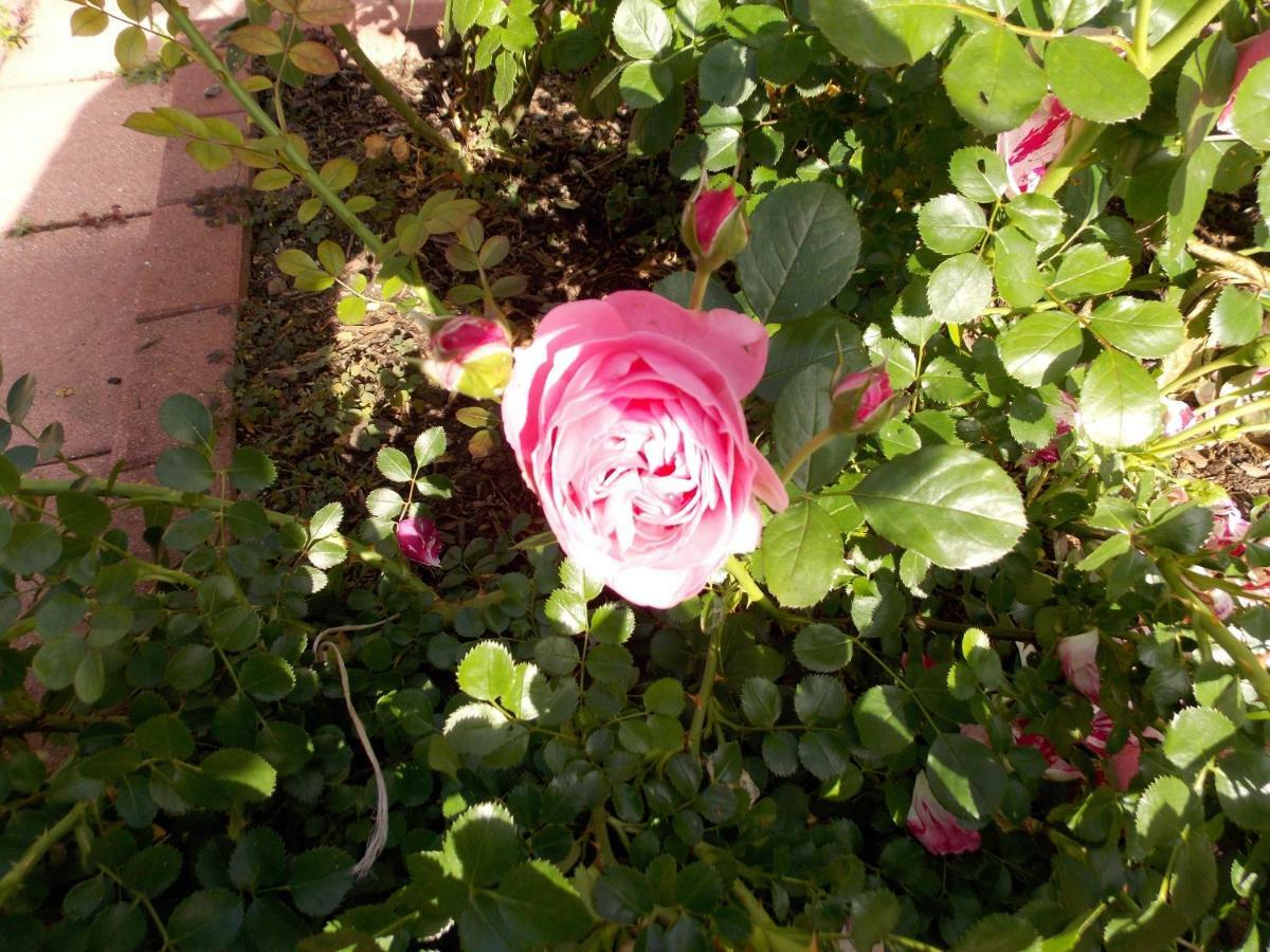 Le Gite Bleu Willgottheim المظهر الخارجي الصورة